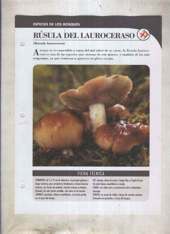 Bolets ficha 033: Rusula del lauroceraso (russula laurocerasi)