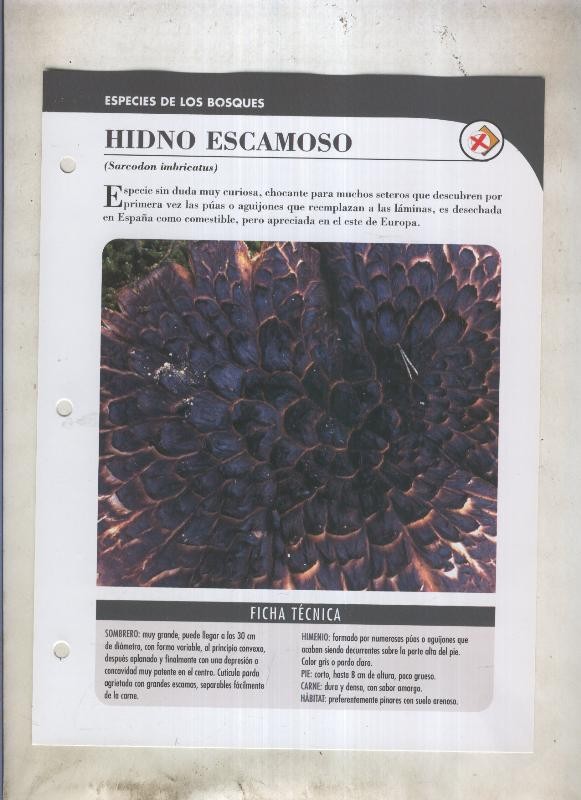 Bolets ficha 034: Hidno escamoso (Sarcodon imbricatus)