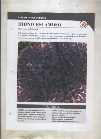 Bolets ficha 034: Hidno escamoso (Sarcodon imbricatus)