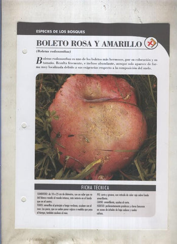 Bolets ficha 035: Boleto rosa y amarillo (Boletus rodoxanthus)