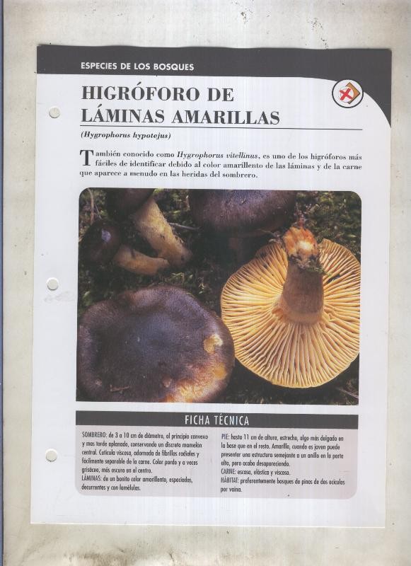 Bolets ficha 036: Higroforo de laminas amarillas (Hygrophorus hypotejus)