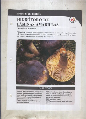 Bolets ficha 036: Higroforo de laminas amarillas (Hygrophorus hypotejus)