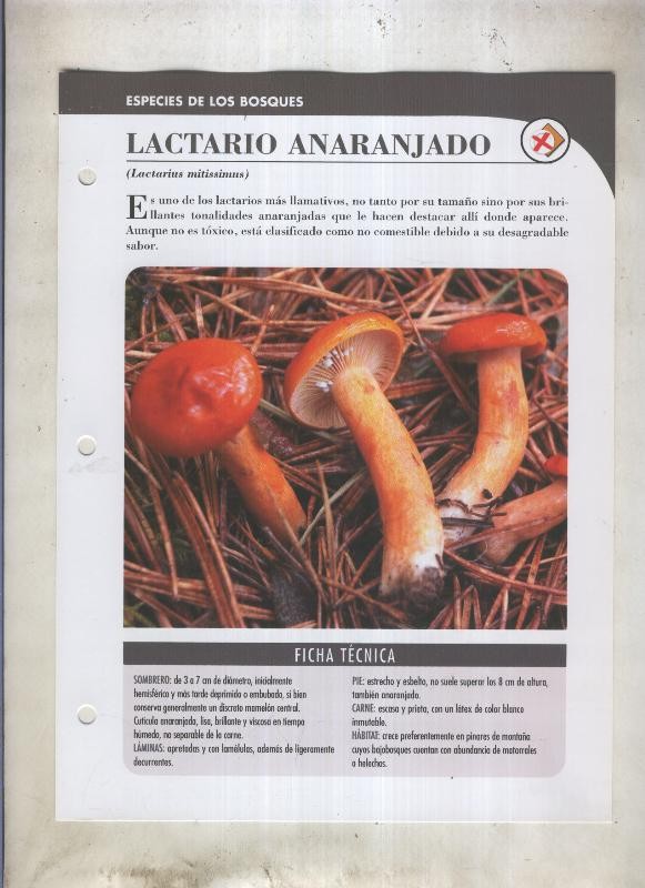 Bolets ficha 037: Lactario anaranjado (Lactarius mitissimus)