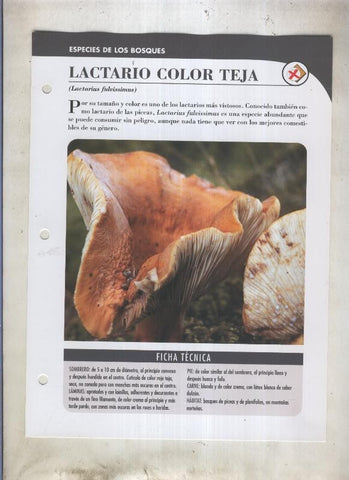 Bolets ficha 038: Lactario color teja (Lactarius fulvissimus)