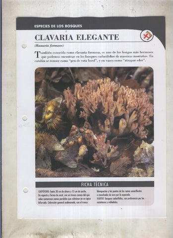 Bolets ficha 039: Clavaria elegante (Ramaria formosa)