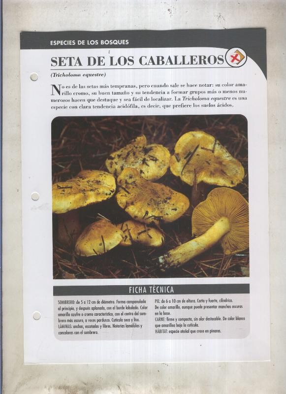 Bolets ficha 041: Seta de los caballeros (Tricholoma equestre)