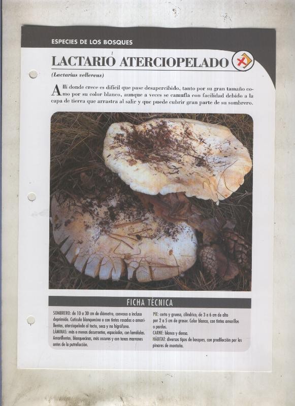 Bolets ficha 042: Lactario aterciopelado (Lactarius vellereus)