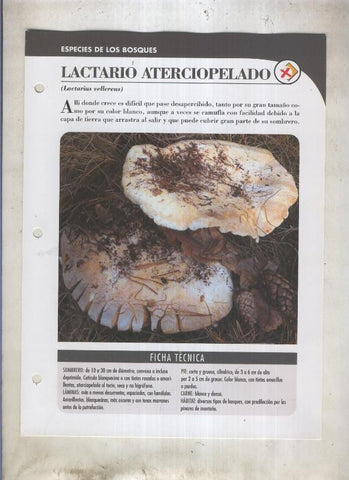 Bolets ficha 042: Lactario aterciopelado (Lactarius vellereus)