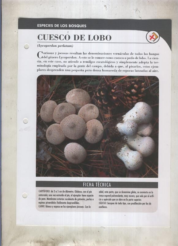 Bolets ficha 043: Cuesco de lobo (Lycoperdon perlatum)