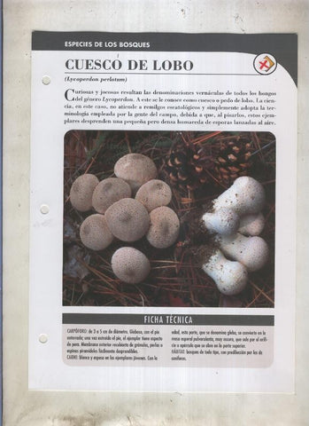 Bolets ficha 043: Cuesco de lobo (Lycoperdon perlatum)