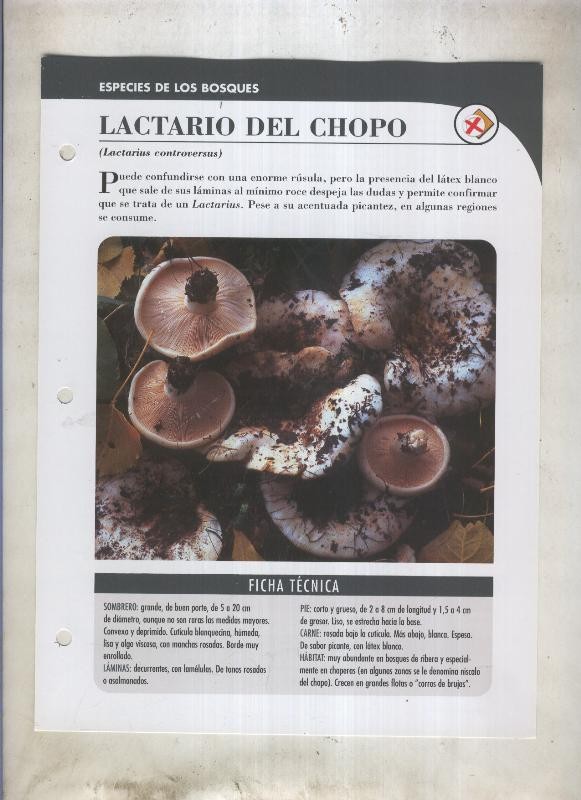 Bolets ficha 046: Lactario del chopo (Lactarius controversus)