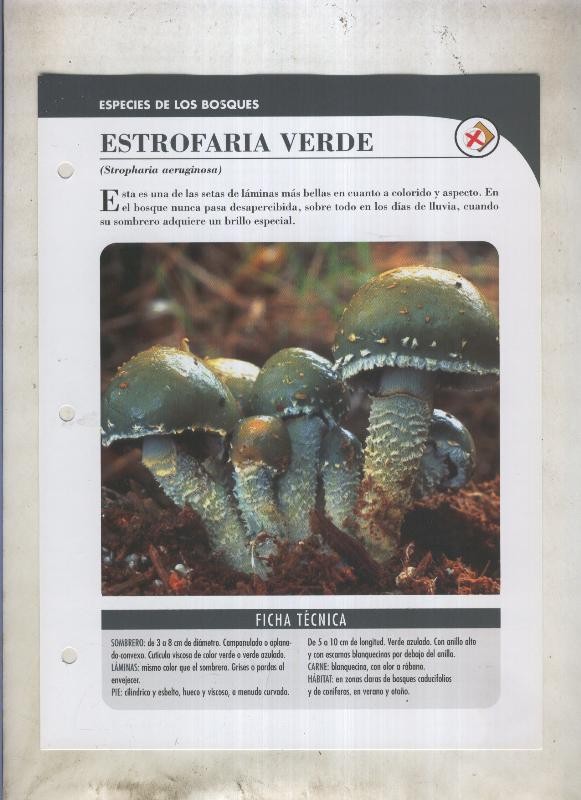 Bolets ficha 047: Estrofaria verde (Stropharia aeruginosa)