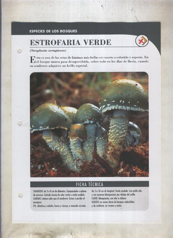 Bolets ficha 047: Estrofaria verde (Stropharia aeruginosa)