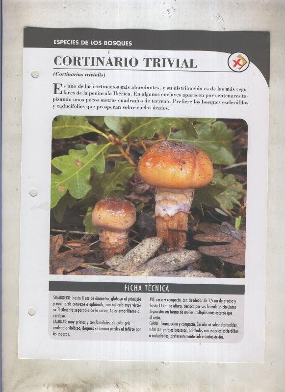 Bolets ficha 048: Cortinario trivial (Cortinarius trivialis)
