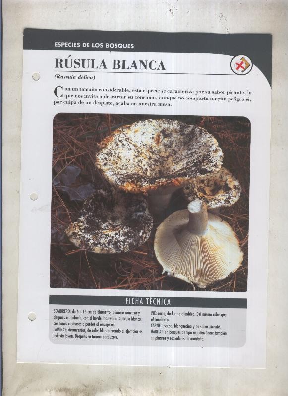 Bolets ficha 049: Rusula blanca (russula delica)