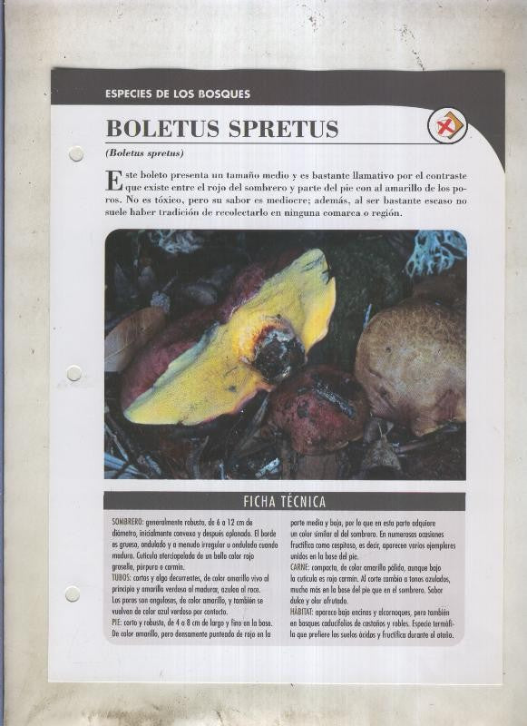Bolets ficha 050: Boletus spretus (Boletus spretus)