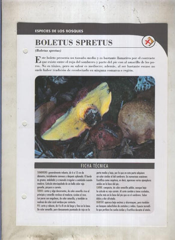Bolets ficha 050: Boletus spretus (Boletus spretus)