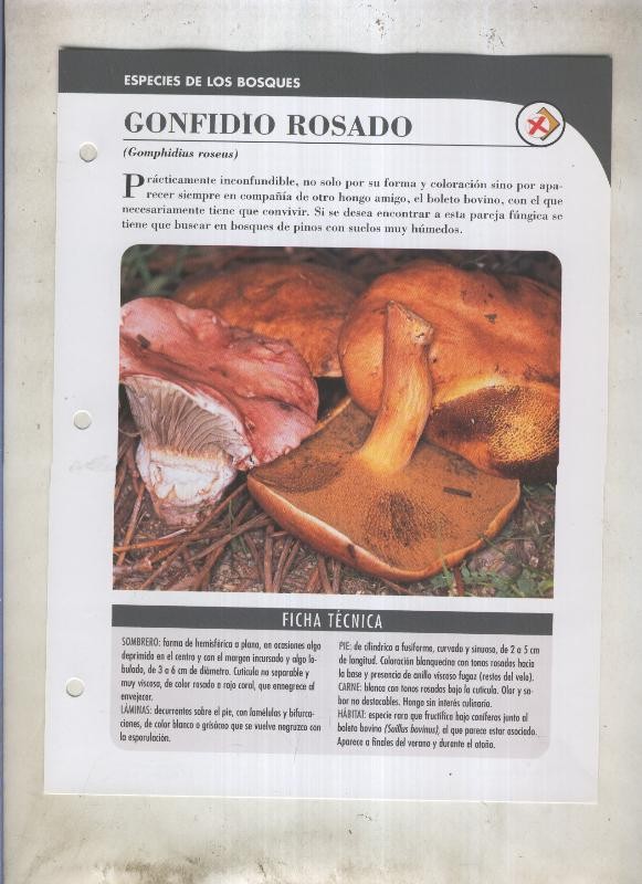 Bolets ficha 053: Gonfidio rosado (Gomphidius roseus)