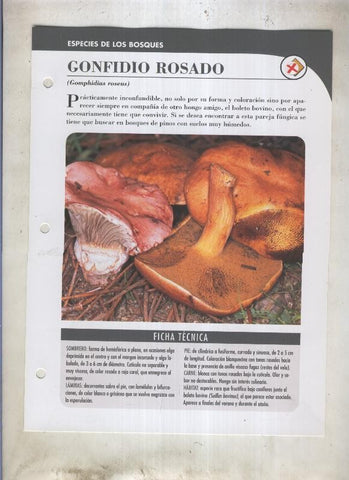 Bolets ficha 053: Gonfidio rosado (Gomphidius roseus)