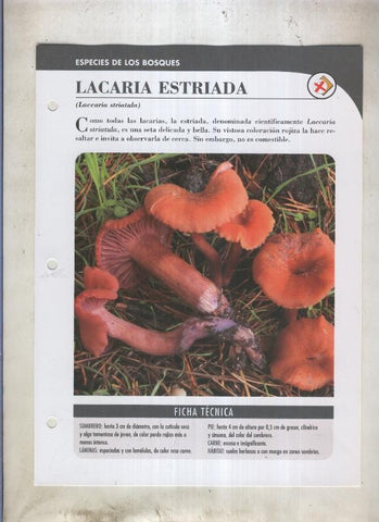 Bolets ficha 056: Lacaria Estriada (Laccaria striatula)