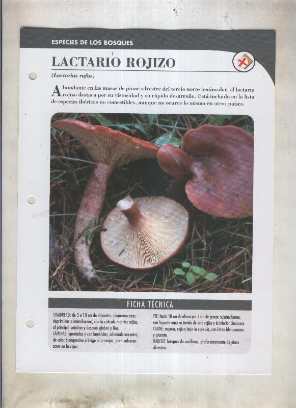 Bolets ficha 057: Lactario rojizo (Lactarius rufus)