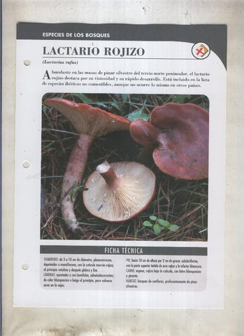 Bolets ficha 057: Lactario rojizo (Lactarius rufus)