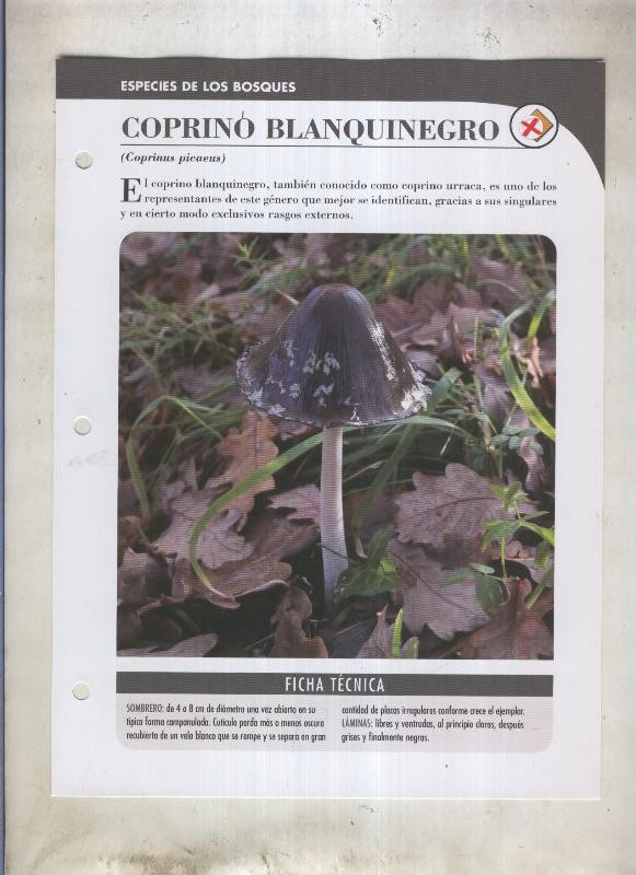 Bolets ficha 060: Coprino blanquinegro (Coprinus picaeus)