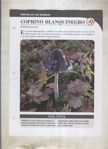 Bolets ficha 060: Coprino blanquinegro (Coprinus picaeus)