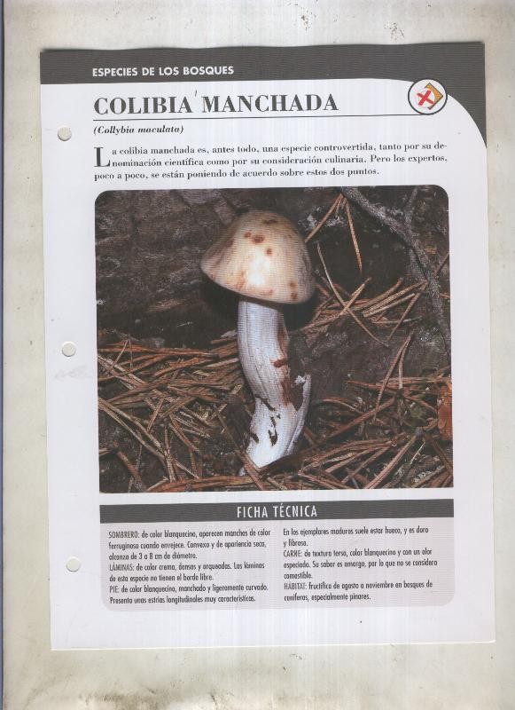 Bolets ficha 061: Colibia manchada (Collybia maculata)
