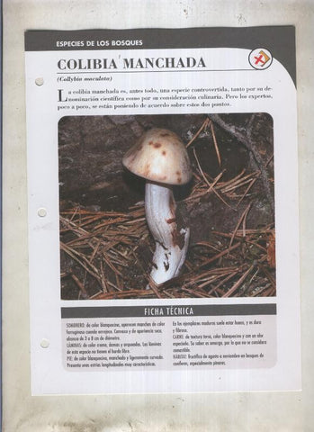 Bolets ficha 061: Colibia manchada (Collybia maculata)