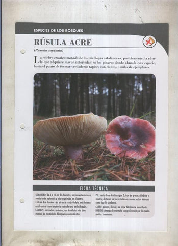 Bolets ficha 062: Rusula acre (russula sardonia)