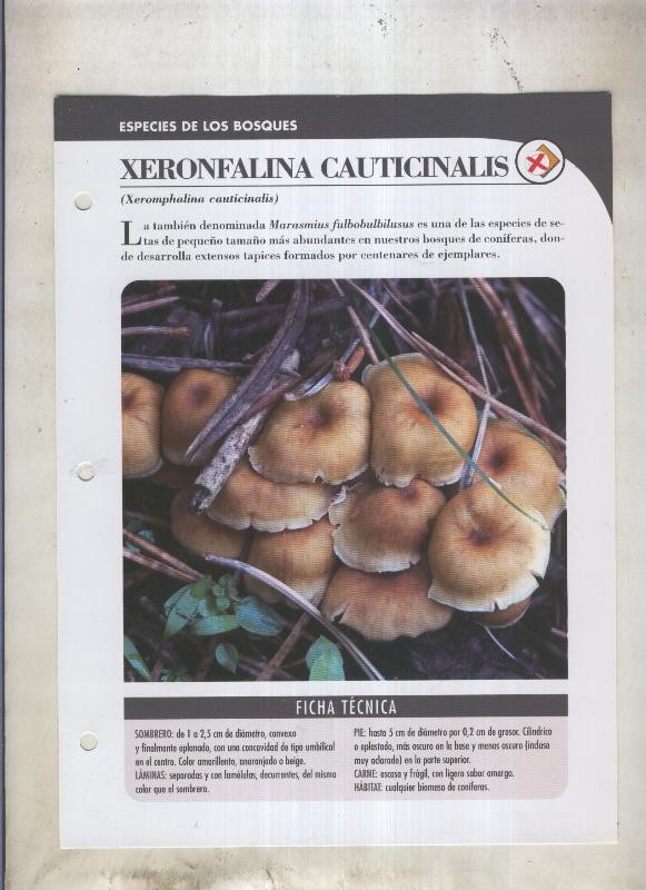 Bolets ficha 063: Xeronfalina cauticinalis (xeromphalina cauticinalis)