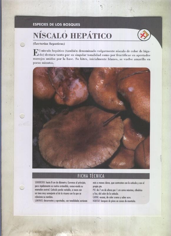 Bolets ficha 066: Niscalo hepatico (Lactarius hepaticus)