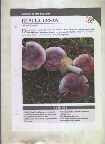 Bolets ficha 067: Rusula Cesan (Russula cessans)