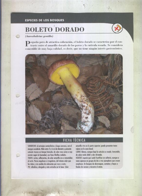Bolets ficha 068: Boleto dorado (Aureoboletus gentilis)