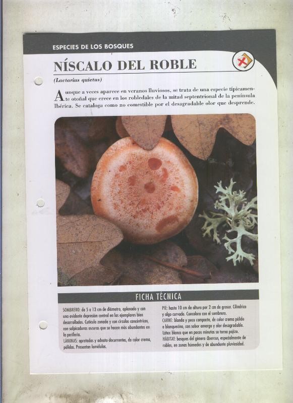 Bolets ficha 070: Niscalo del roble (Lactarius quietus)