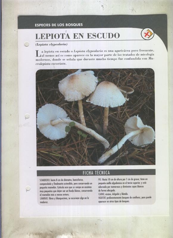 Bolets ficha 071: Lepiota en escudo (Lepiota elypeolaria)