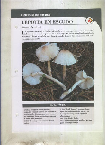 Bolets ficha 071: Lepiota en escudo (Lepiota elypeolaria)
