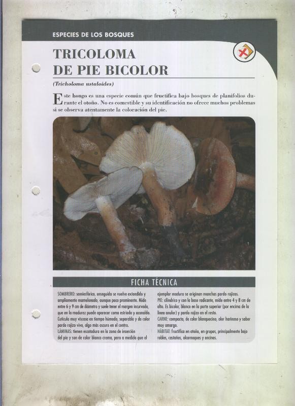 Bolets ficha 075: Tricoloma de pie bicolor (tricholoma ustaloides)
