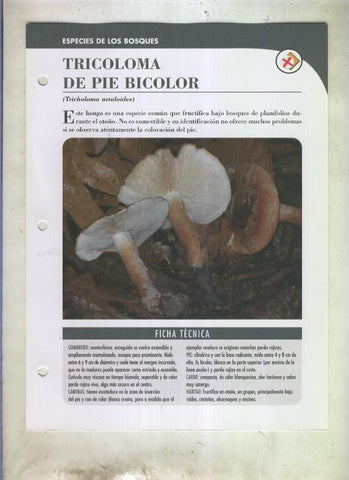 Bolets ficha 075: Tricoloma de pie bicolor (tricholoma ustaloides)