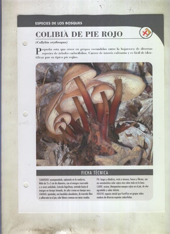 Bolets ficha 076: Colibia de pie rojo (Collybia erythropus)