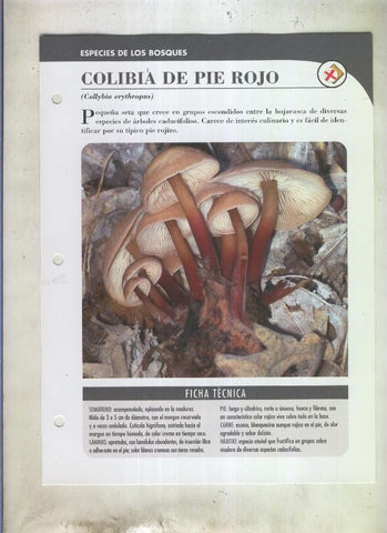 Bolets ficha 076: Colibia de pie rojo (Collybia erythropus)