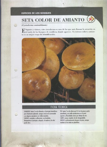 Bolets ficha 077: Seta color de amianto (Cystoderma amianthinum)