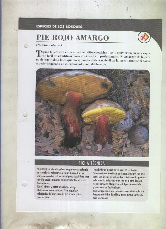 Bolets ficha 079: Piel rojo amargo (Boletus calopus)