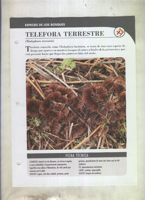 Bolets ficha 081: Telefora terrestre (Thelephora terrestris)