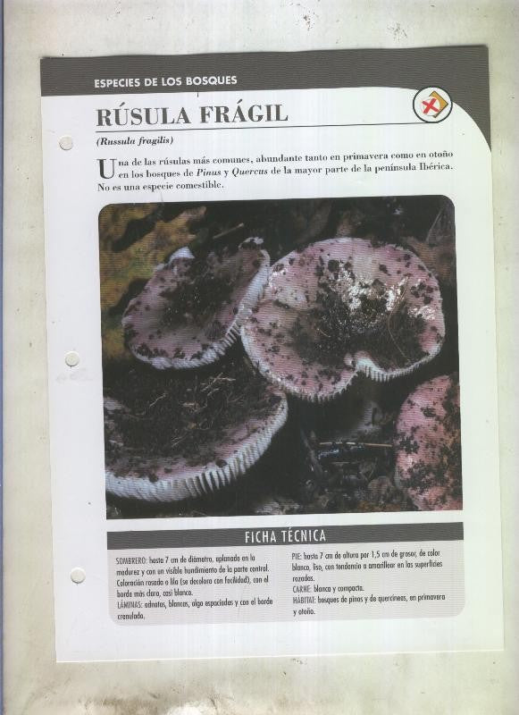 Bolets ficha 082: Rusula fragil (Russula fragilis)