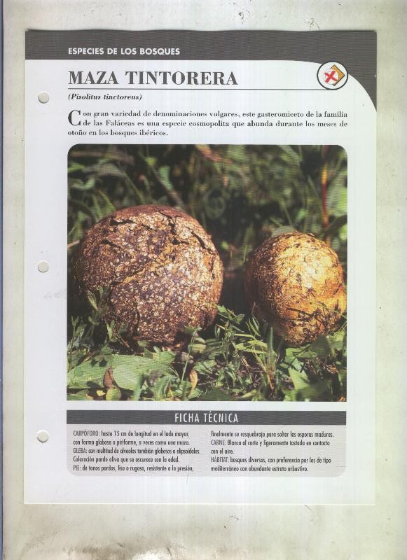 Bolets ficha 083: Maza tintorera (Pisolitus tinctoreus)