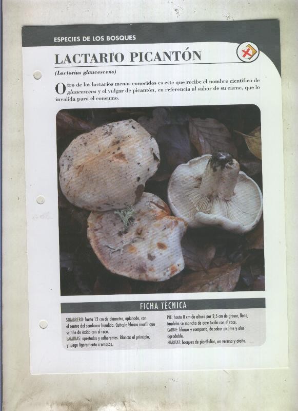 Bolets ficha 084: Lactario picanton (Lactarius glauscescens)