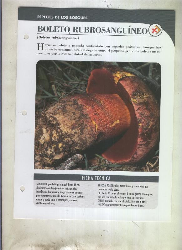 Bolets ficha 085: Boleto rubrosanguineo (Boletus rubrosanguineus)