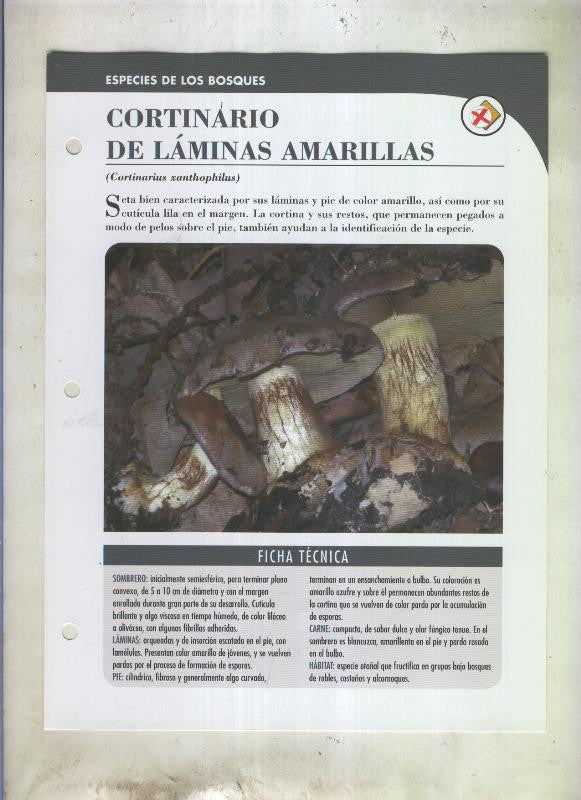 Bolets ficha 086: Cortinario de laminas amarillas (Cortinarius xanthophilus)